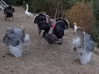 Turkeys — Foto 2