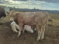 公牛, Latvian Blue cattle — 照片 6