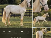 Hengst, Rocky Mountain Horse — Foto 1