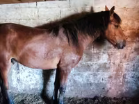 خيول (دفعة، الجنس غير محدد), Horse breed — الصورة 5