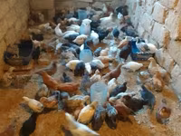 Chickens — الصورة 4