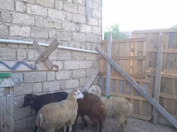 Qoç, Qoyunlar