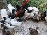 Chickens — الصورة 1