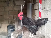 Chickens — Foto 4