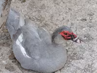 Ducks — الصورة 2