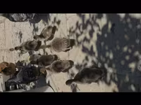 Ducks — الصورة 4