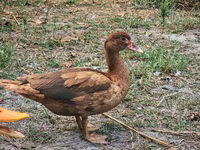 Ducks — foto 1
