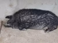 Vind jumate din porcină de mangalița — фото 2