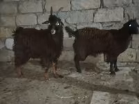 Billy Goat, Goats — photo 2