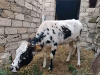 Kuh, Russian Black pied cattle — Foto 2