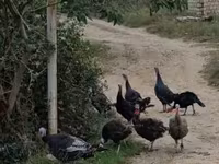 Turkeys — फ़ोटो 5