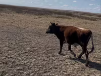 Toro, Vaca kazaja de cabeza blanca — foto 2