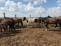 Hengst, Horse breed — Foto 6