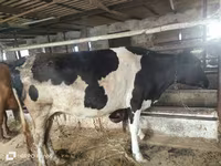 Сиыр, Russian Black pied cattle — 5-сурет