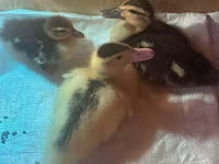 Ducks — 4-сурет