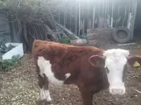मवेशी (लॉट, लिंग निर्दिष्ट नहीं), Simmental cattle — फ़ोटो 1