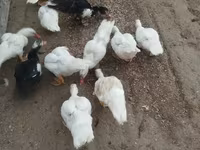 Ducks — Foto 2