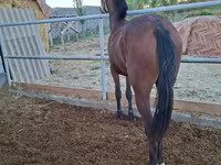 Бие, Kazakh horse — 4-сурет