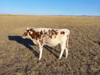 Bull, Kazakh White-headed cow — photo 5