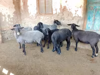 भेड़, Romanov sheep — फ़ोटो 4