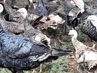 Turkeys — 照片 5