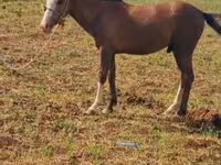 Hengst, Karabakh horse — Foto 1