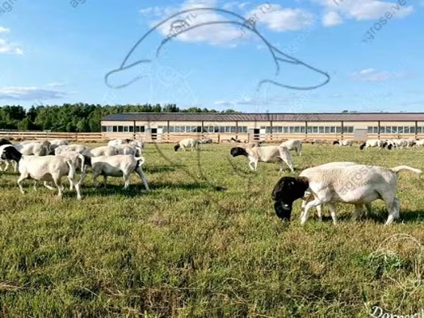 Carnero, Dorper sheep