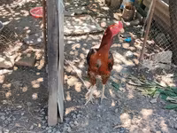 Chickens — photo 3