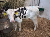 Bulle, Holstein-Rasse — Foto 1