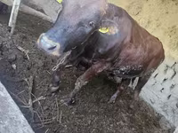 公牛, Red Estonian cattle — 照片 6