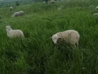 公羊, Sheep — 照片 8