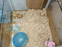Ağ rəngli xırda hamster və komplekt ləvazimatları Paket tərkibi: - — फ़ोटो 3