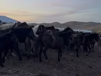 Mare, Kazakh horse — photo 4