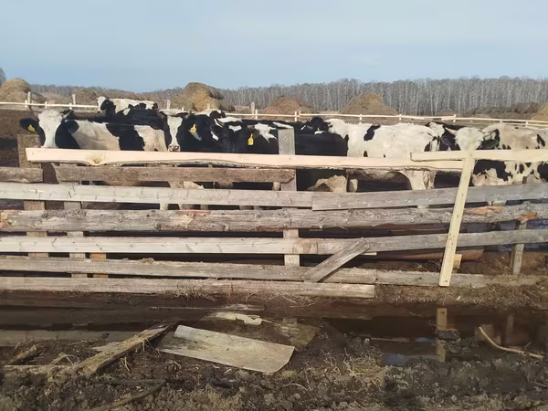 母牛, Cattle