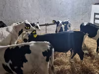 ثور, Russian Black pied cattle — الصورة 3