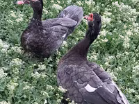 Ducks — 2-сурет