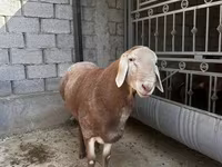 Carnero, Arashan sheep — foto 3