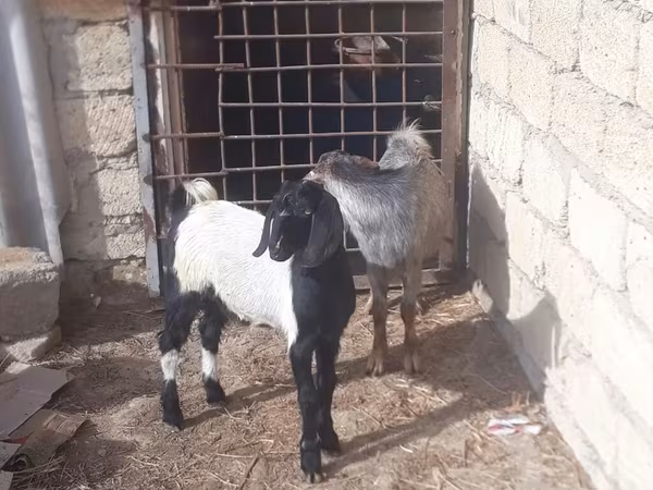 Cabro, Cabras
