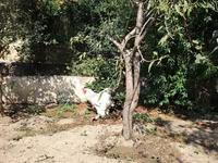Brahma — Foto 4