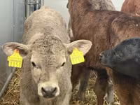 Rinder (Partie, Geschlecht nicht angegeben), Simmental cattle — Foto 8