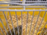 Cırtdan hamster qəfəsi ilə birgə - Növlə: cırtdan (dwarf) hamster — 4-сурет