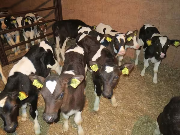 Bulle, Russian Black pied cattle