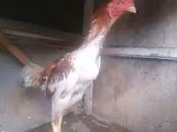 Chickens — foto 3