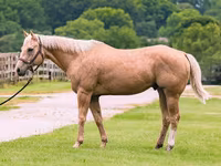 At, Quarter Horse — foto 2