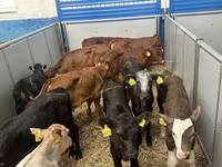 Rinder (Partie, Geschlecht nicht angegeben), Russian Black pied cattle — Foto 7