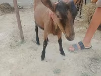 عنزة, الماعز — الصورة 3