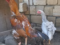 Chickens — Foto 3