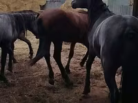 At, Horse breed — foto 6