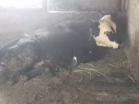 Kuh, Swiss cattle — Foto 4