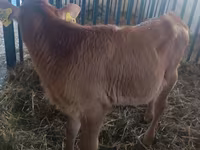 Vaca, Ganado vacuno — foto 2